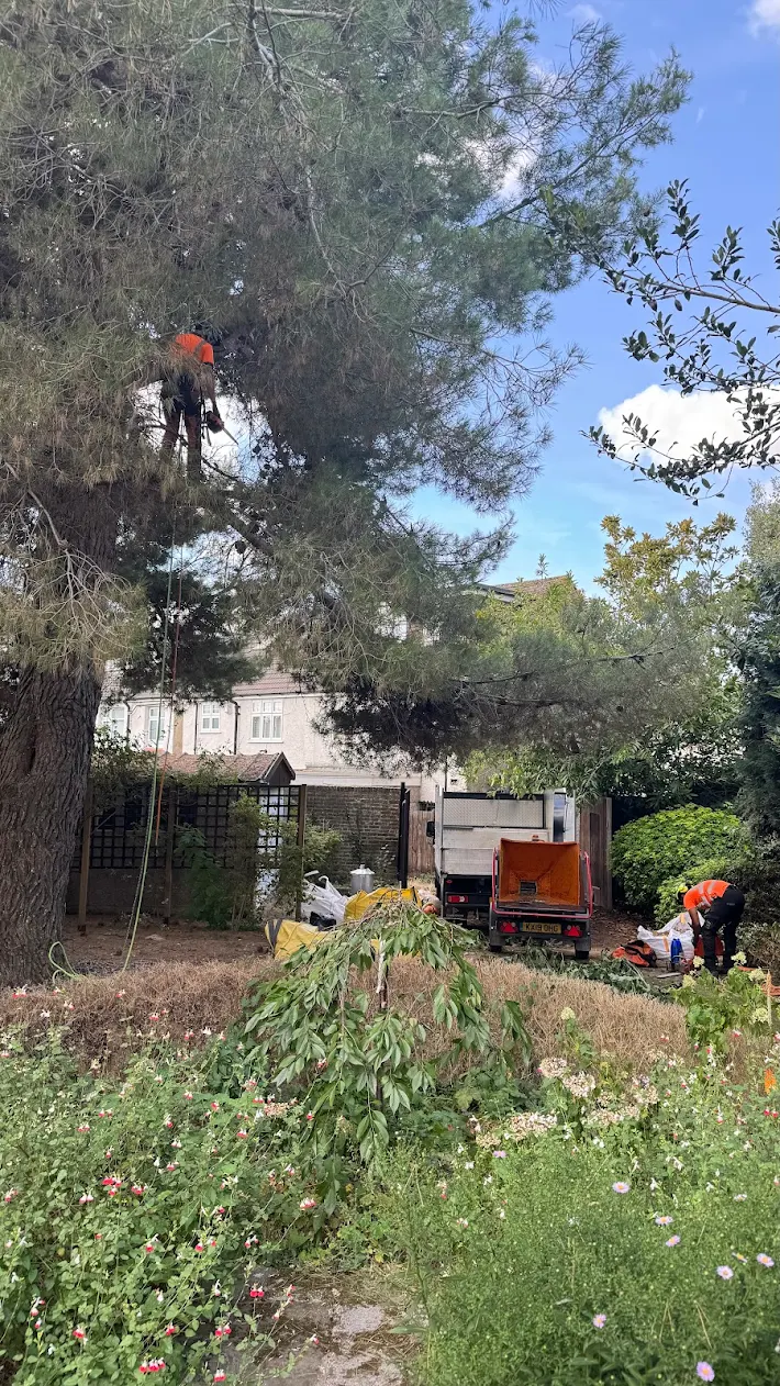 70ft tree removal by Pro Arb Kent