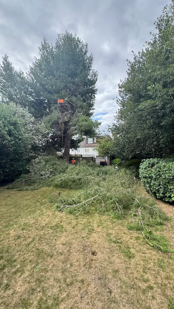 Professional tree surgery Kent