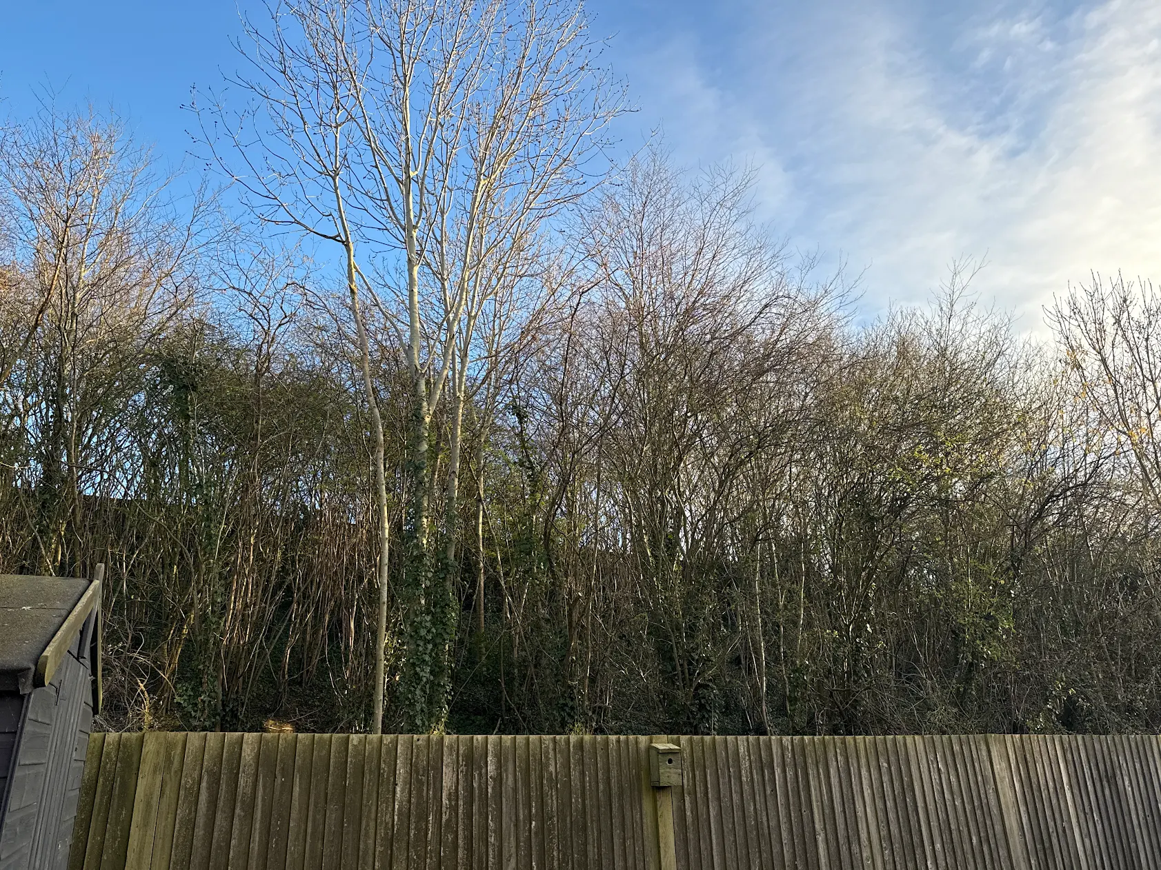 Hedge and bush trimming Kent
