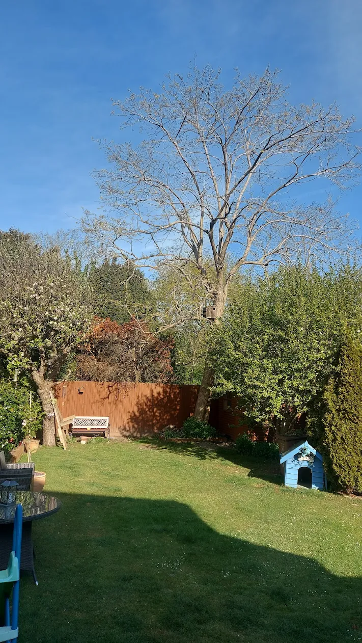 Tree removal Gravesend