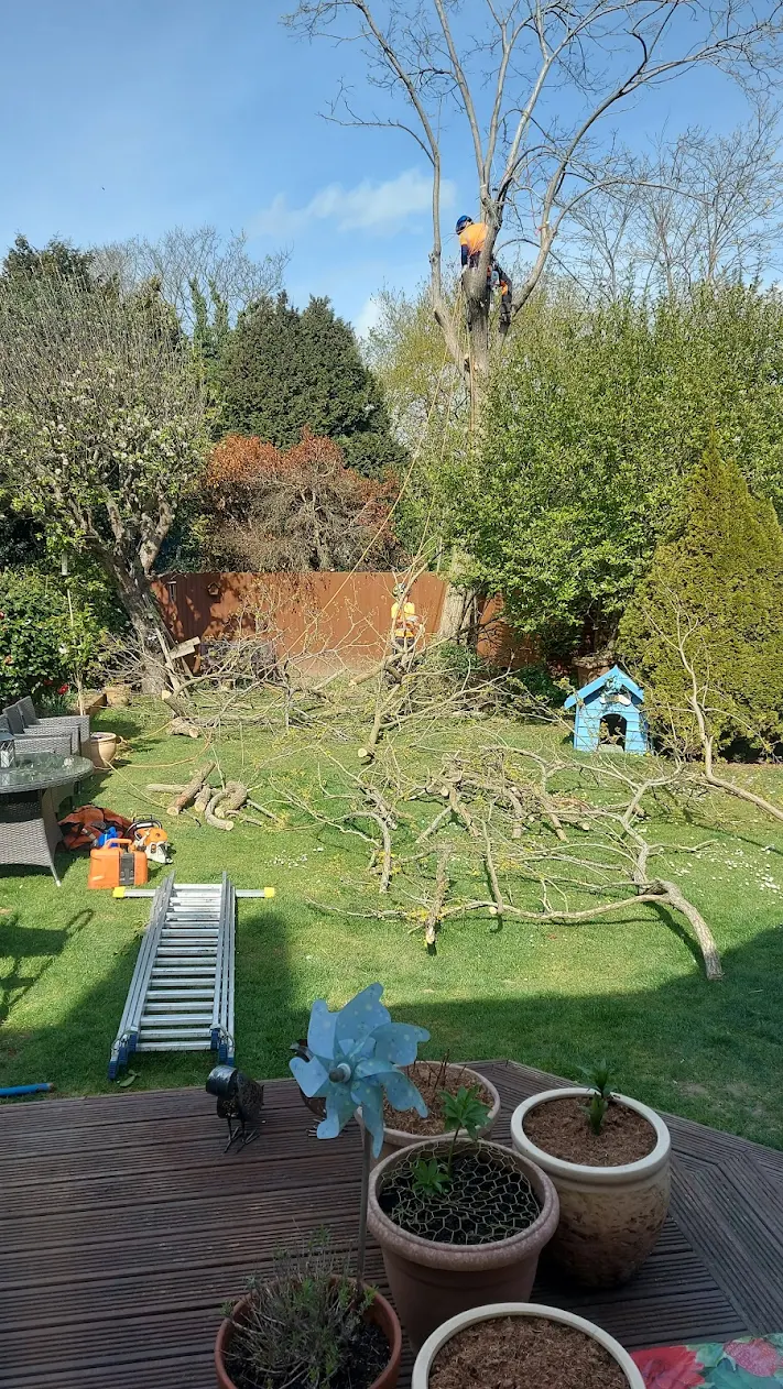 Arborist work in Kent