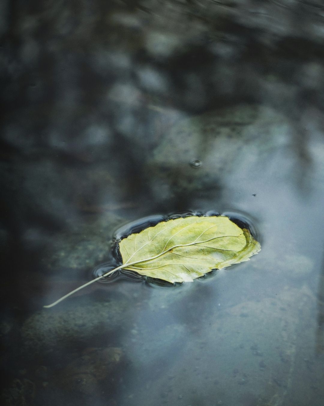 emotional awareness reflection calm leaf in water