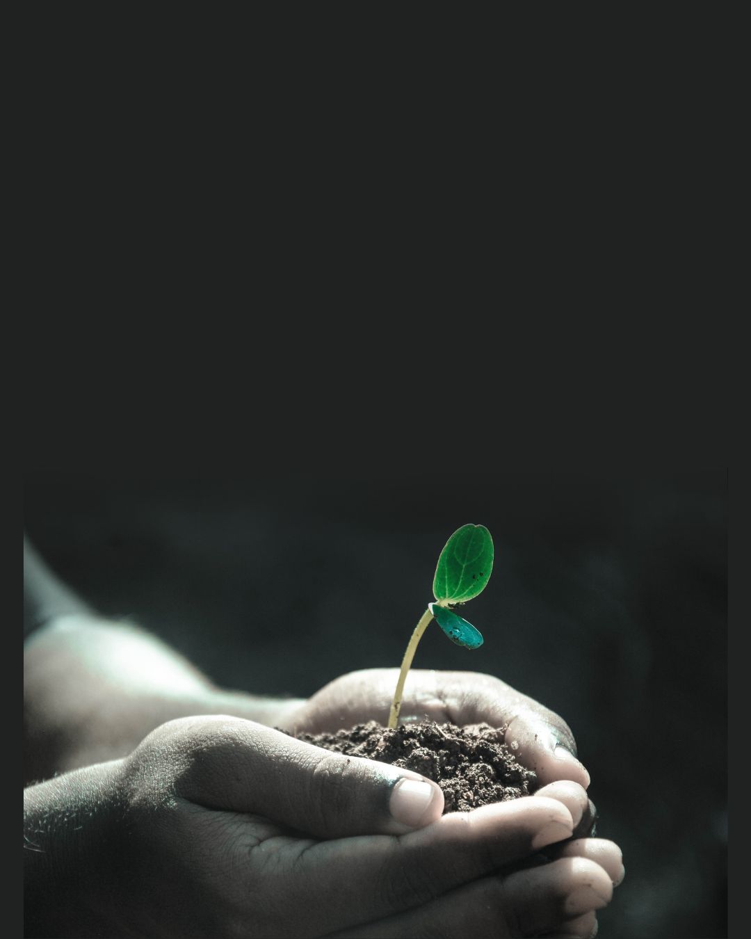 Hands holding soil with a small green seedling growing, symbolizing how thoughts and words shape personal growth and life direction