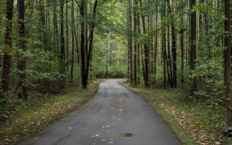 Winding road through a wooded landscape representing personal growth, letting go, and moving forward with purpose.
