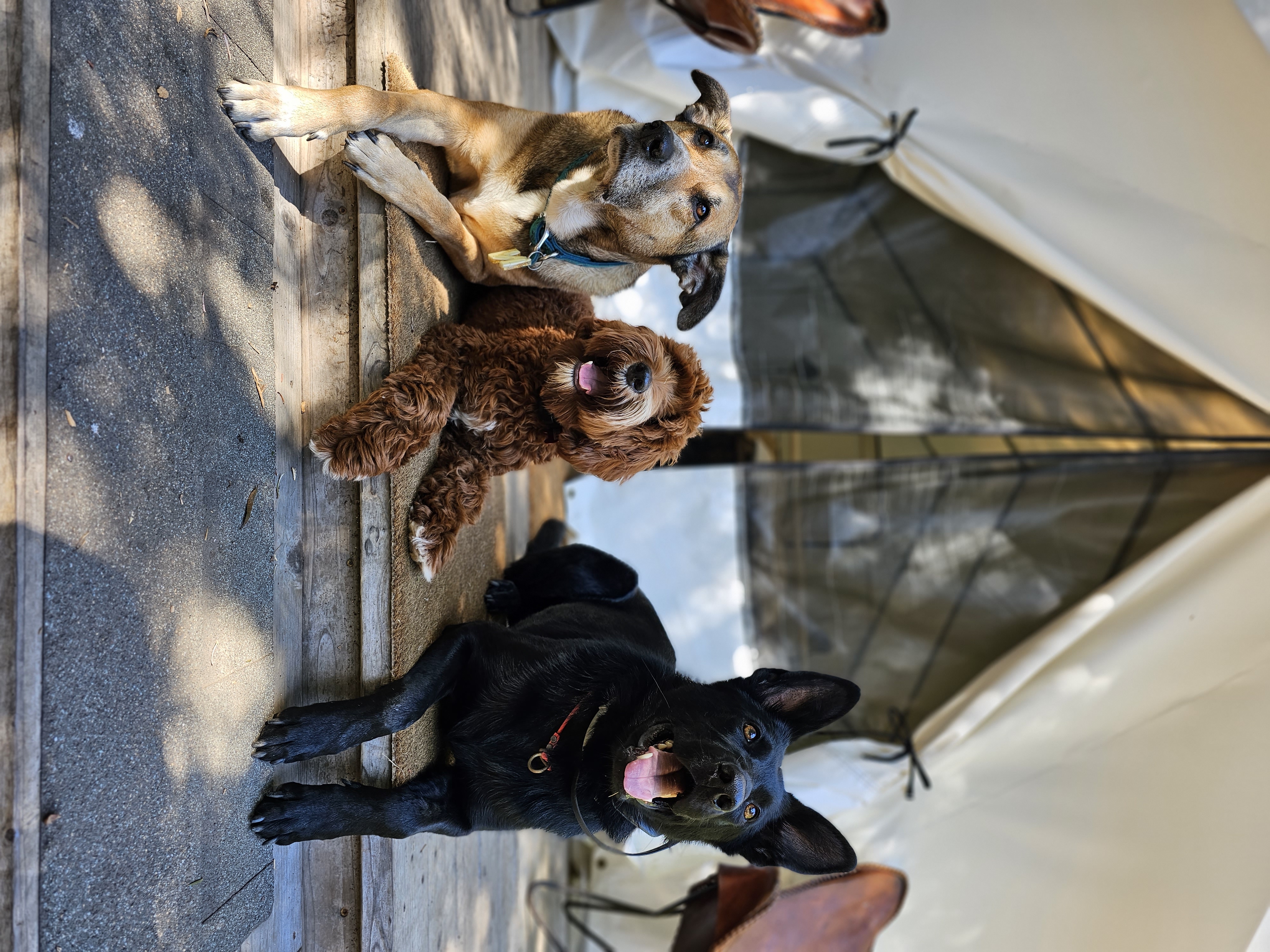 board-and-train-dog-training