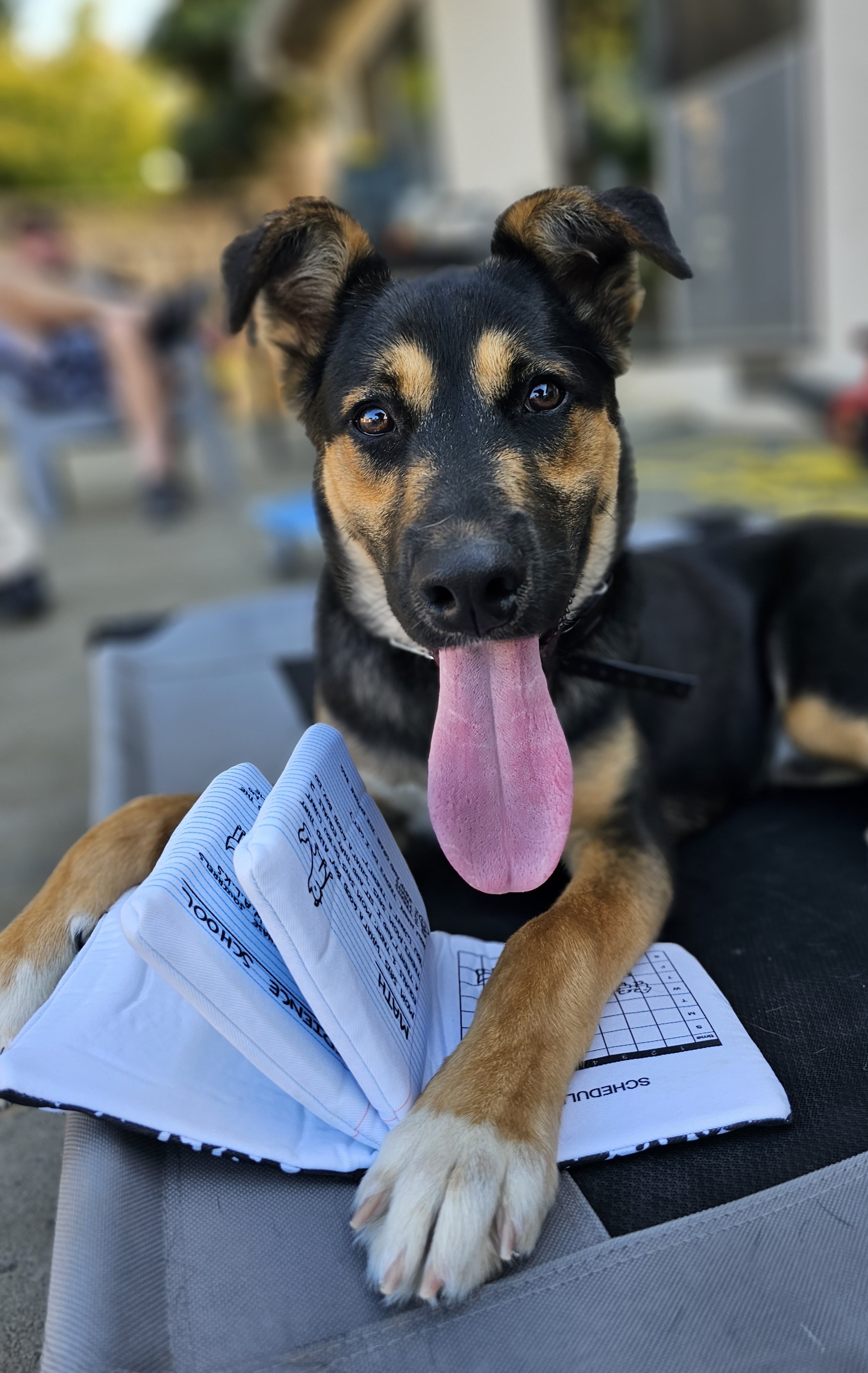 puppy-boarding