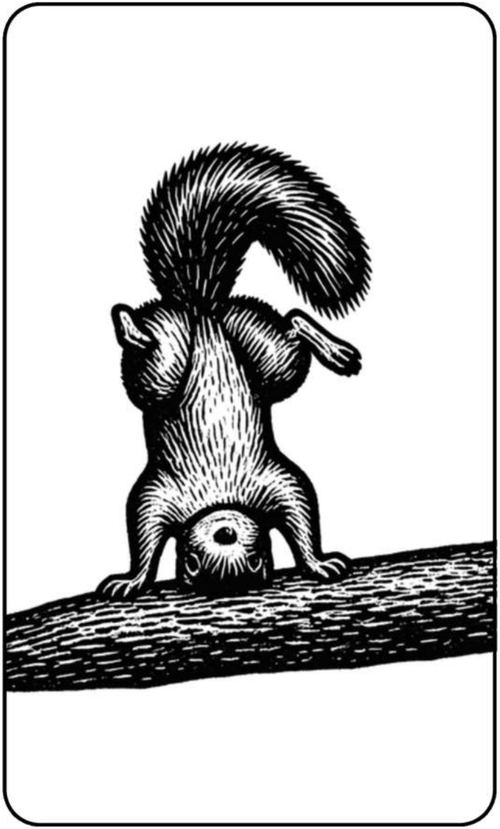 Illustration of a squirrel doing a headstand on a branch.