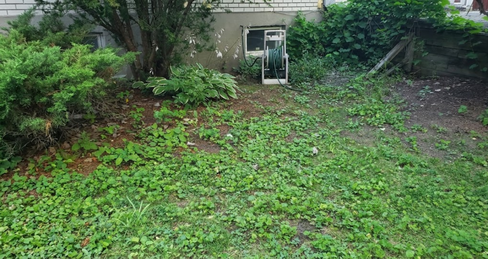 Weeds poor landscape maintenance Houston lawn care