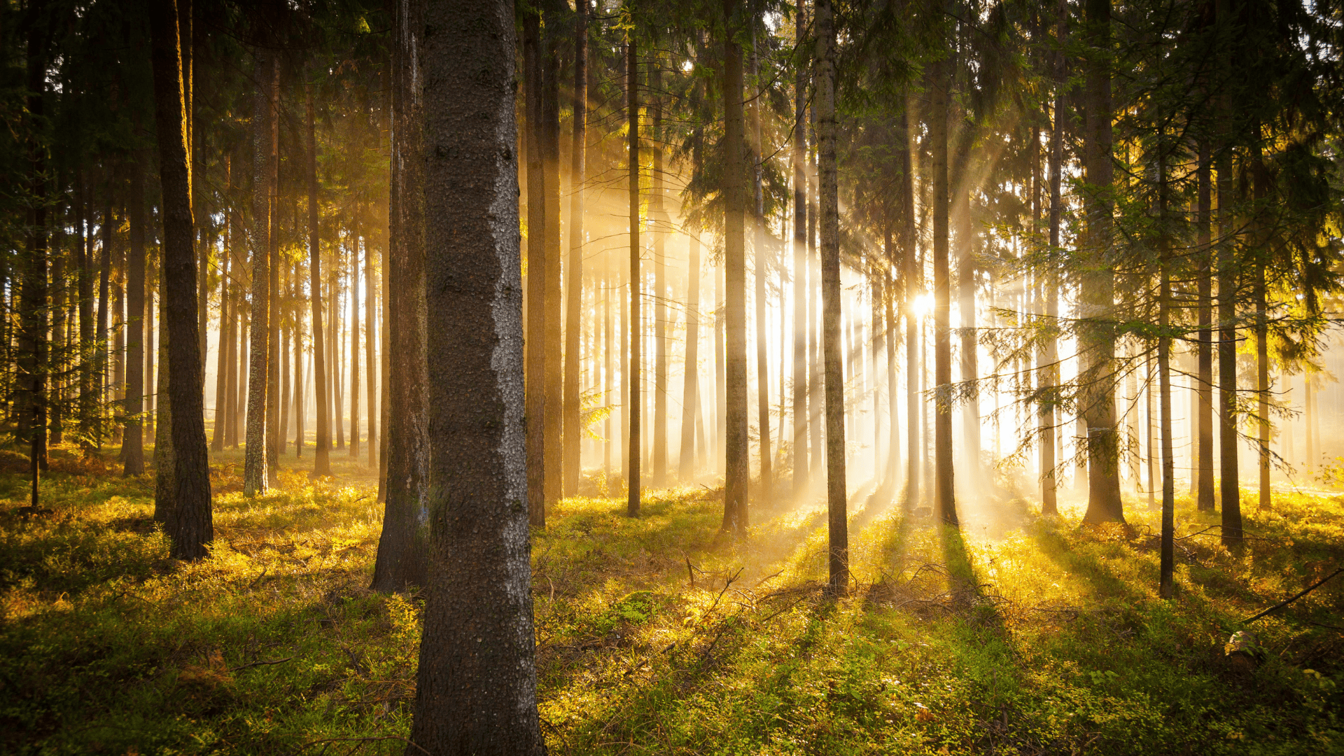 Reliable Growth OS™ Our Story