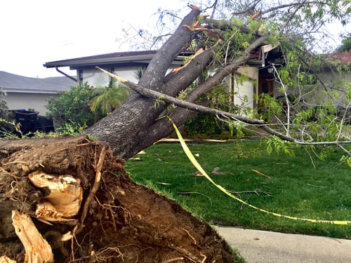 Emergency Tree Removal in Palo Alto