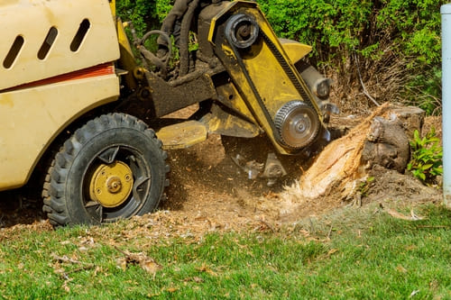 Stump Grinding in Palo Alto