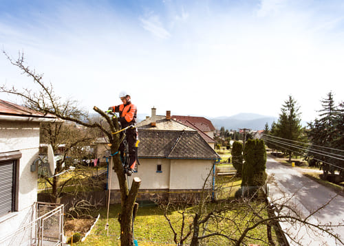 Tree Removal in Palo Alto