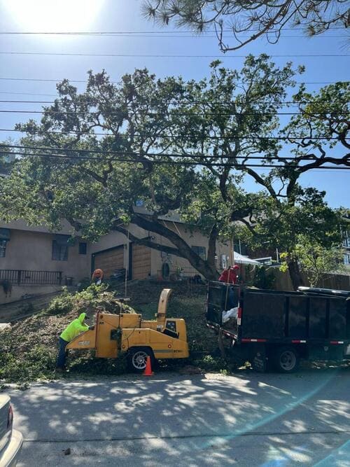Tree Cabling Palo Alto