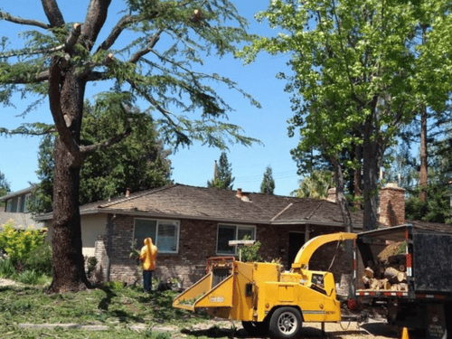 Palo Alto Stump Grinding
