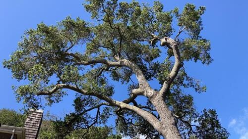 Menlo Park Tree Trimming