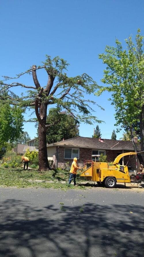 Tree Pruning Palo Alto