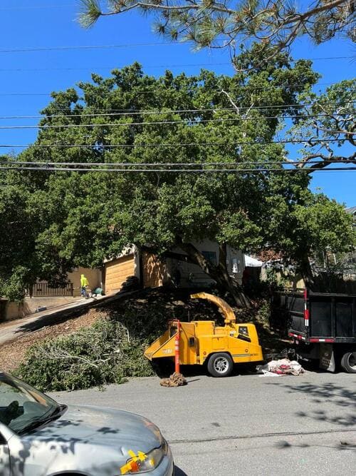 Stanford Tree Trimming