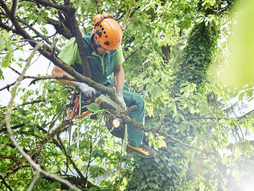 Stanford Tree Pruning
