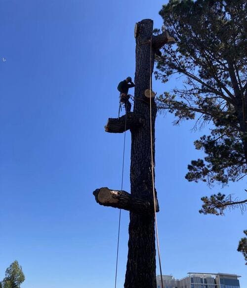  Tree Trimming