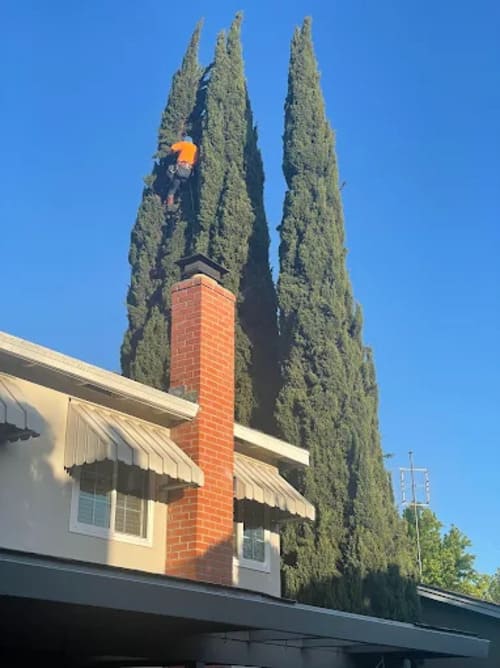 Tree Cabling Palo Alto