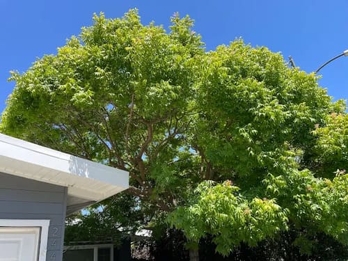 San Mateo Tree Trimming