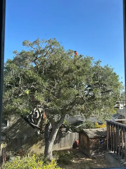Tree Removal Palo Alto