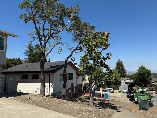 Los Altos Stump Grinding