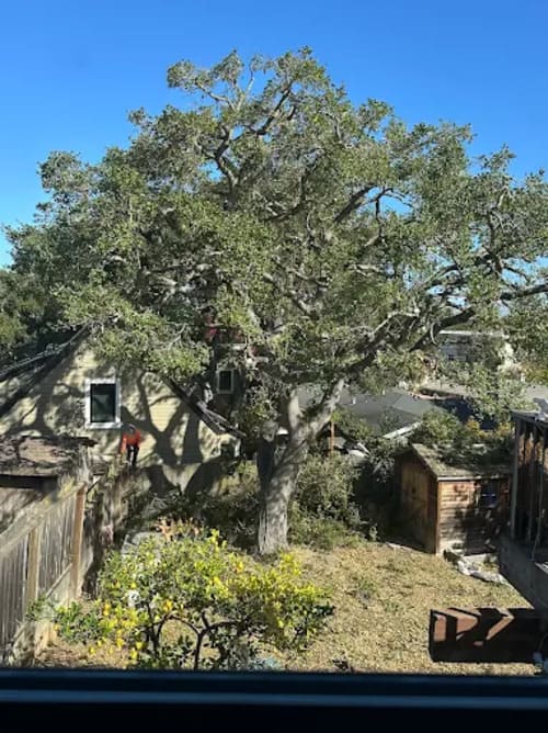 San Jose Tree Trimming