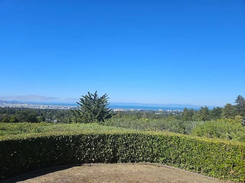 Stump Grinding Palo Alto