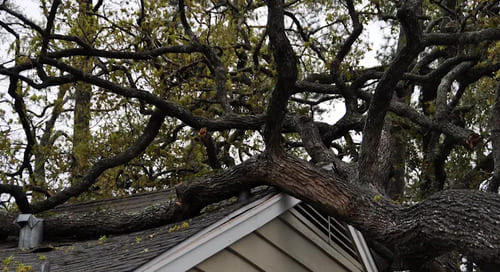 San Mateo Stump Grinding