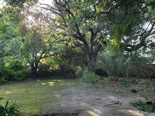 Los Altos Tree Trimming