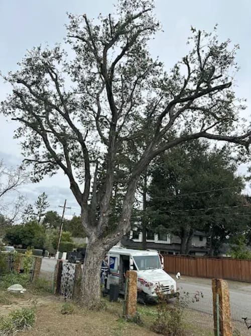 Tree Pruning Palo Alto