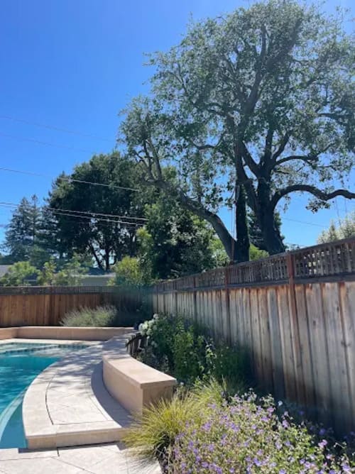 Tree Removal Palo Alto