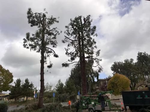 San Jose Stump Grinding