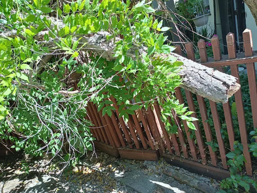 Foster City Tree Trimming