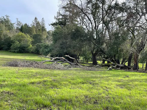 Tree Trimming Palo Alto