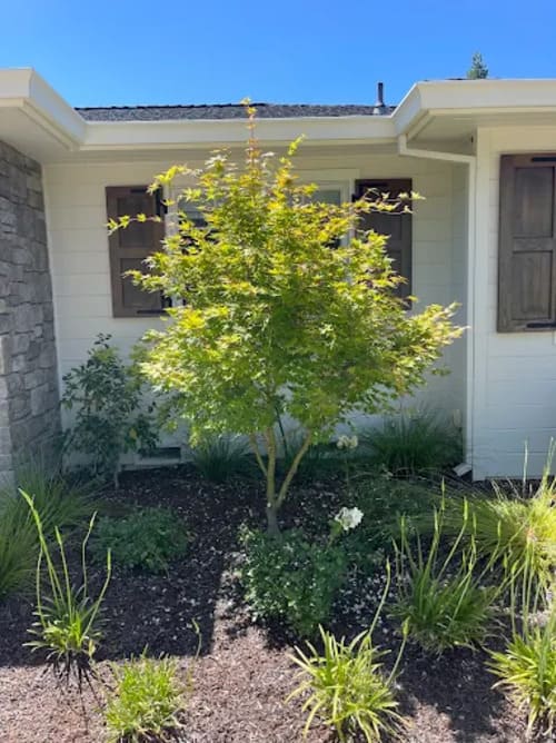 Tree Trimming Palo Alto