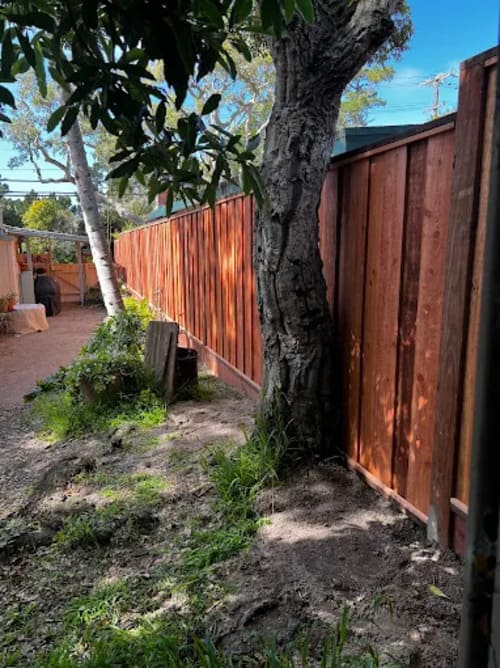 Emergency Tree Removal Palo Alto