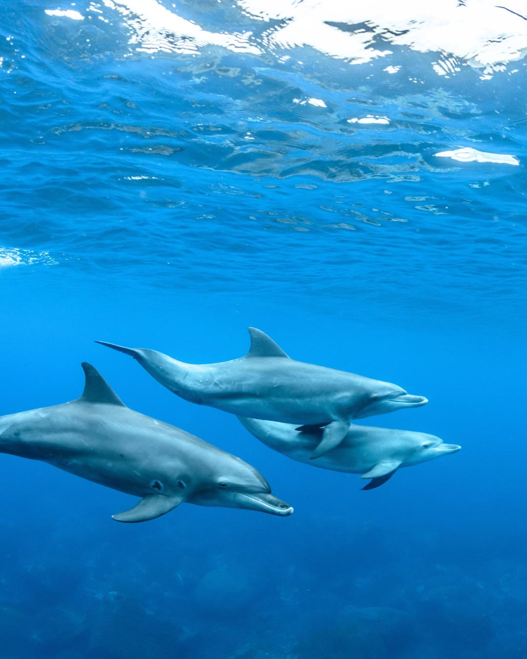 Dolphin Renewal Retreat 5