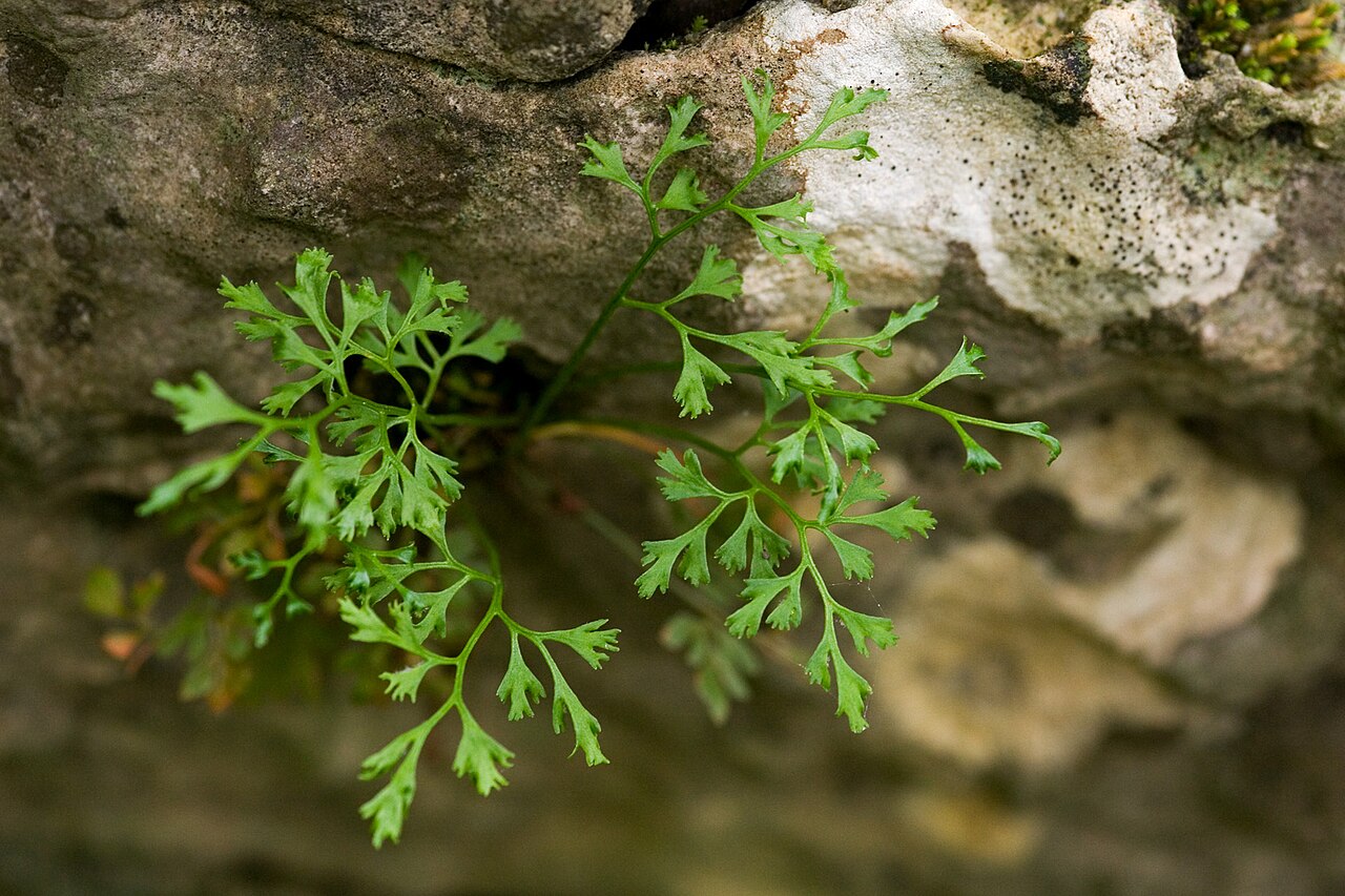 clifty falls state park