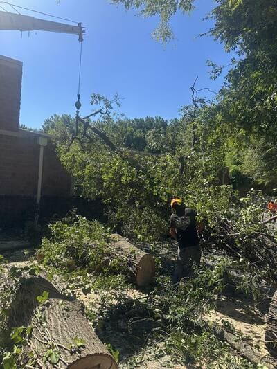 Tree removal in Gaston County