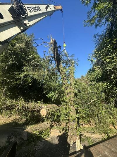 Tree care in York County