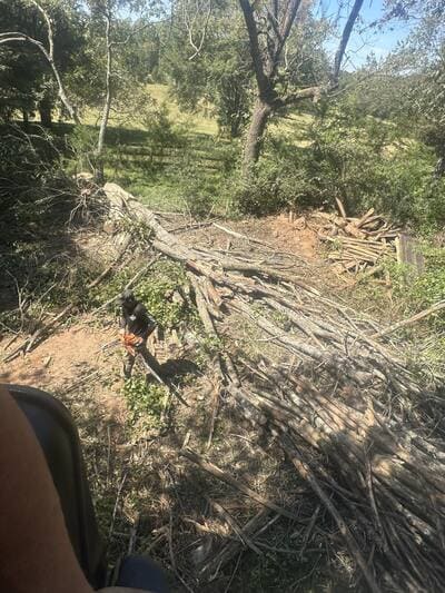 Tree removal in York County