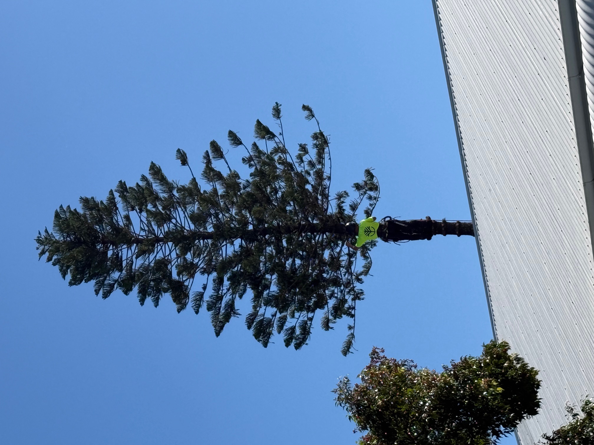 Arbisan — arborist working a tall pine