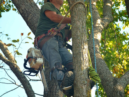 Tree Removal Example