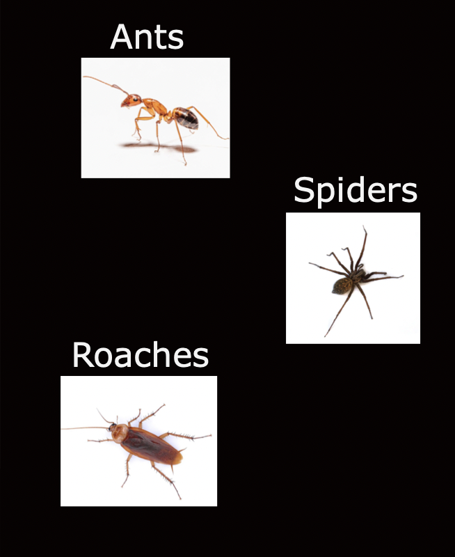 common pests for pest control