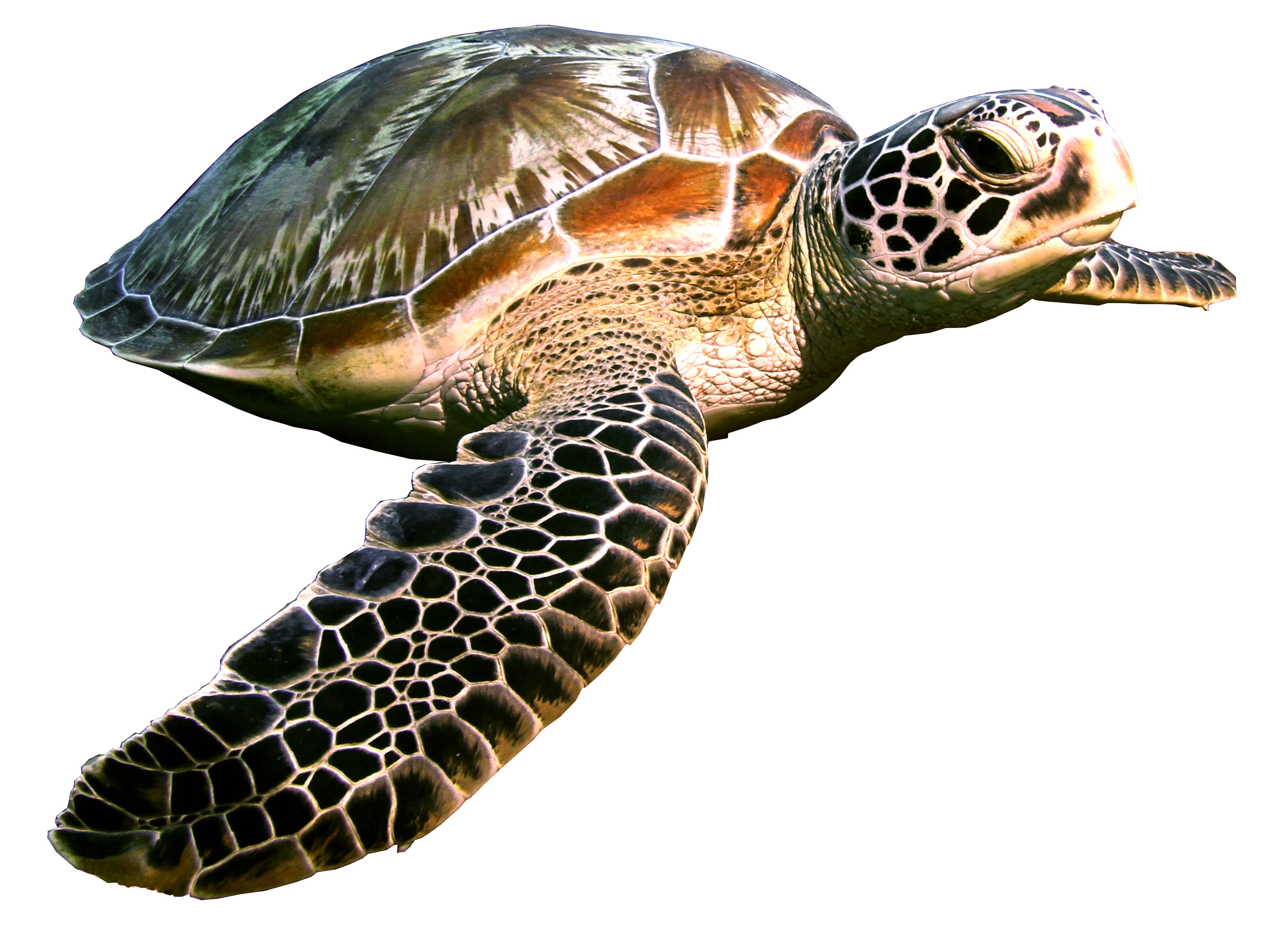 Cobamu the Sea Turtle
