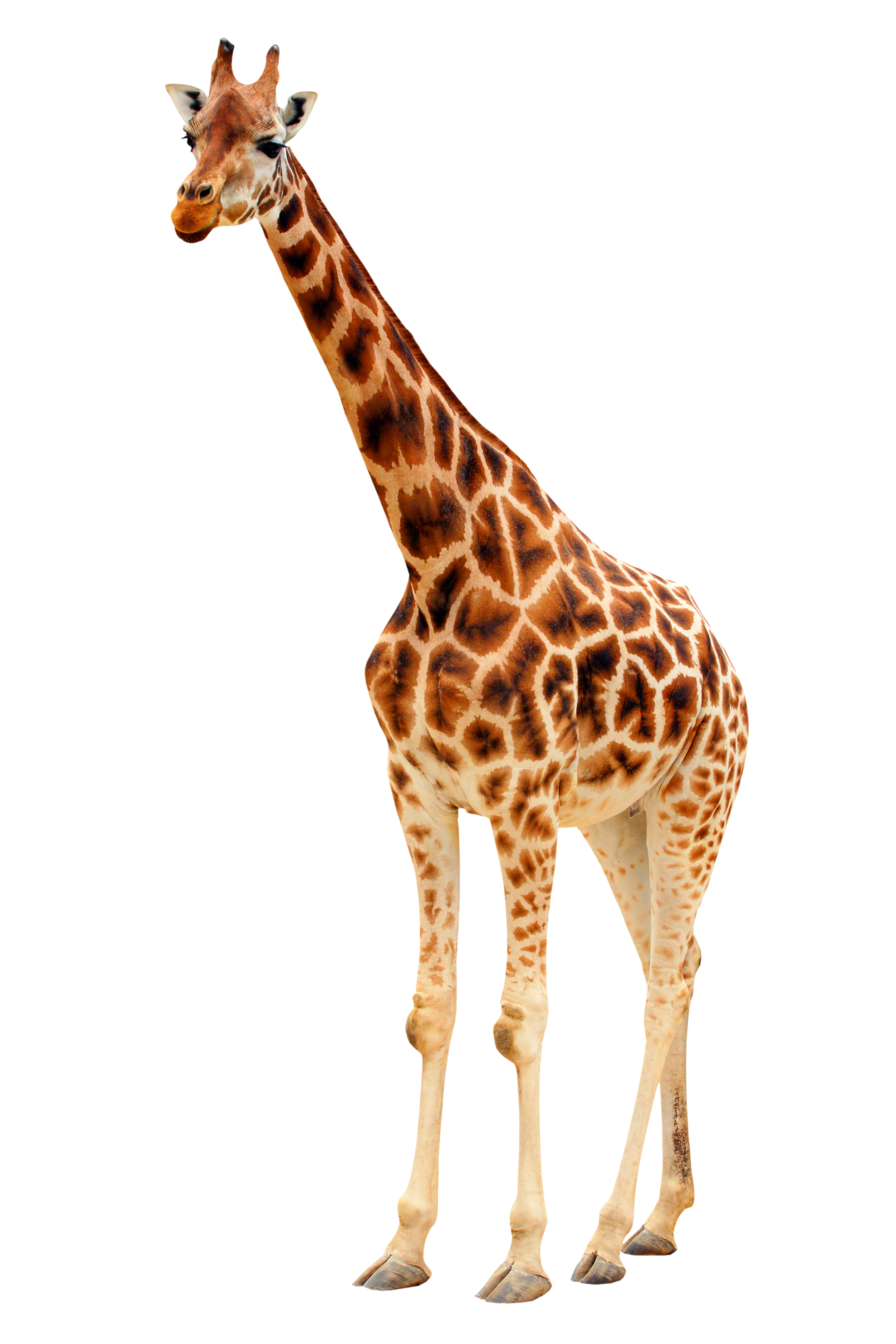 Stretlit the Giraffe