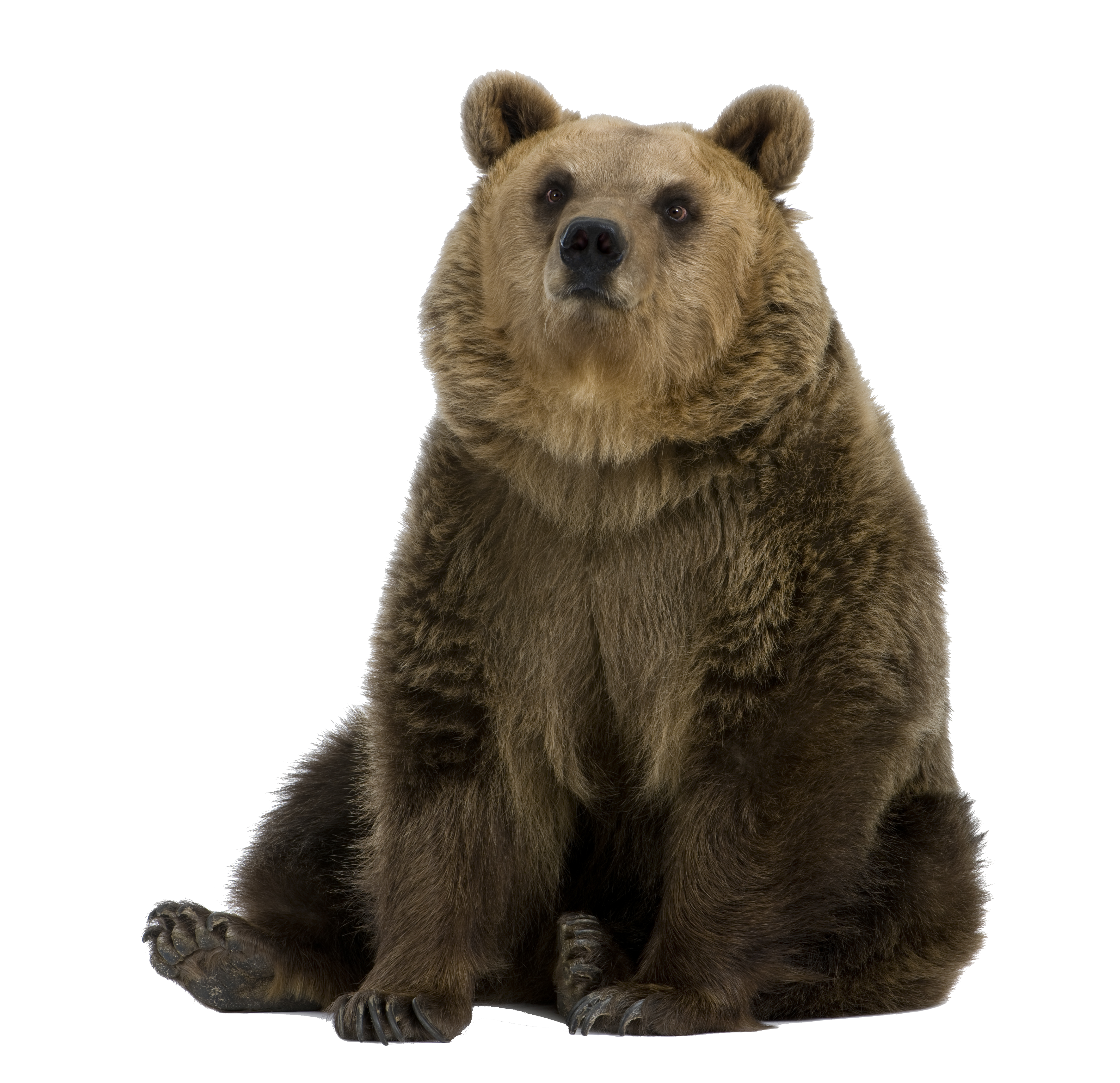 Resio the Bear