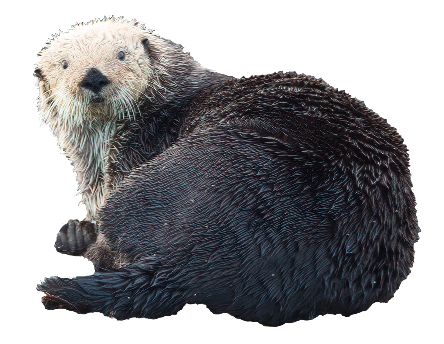 Ensuot the Otter